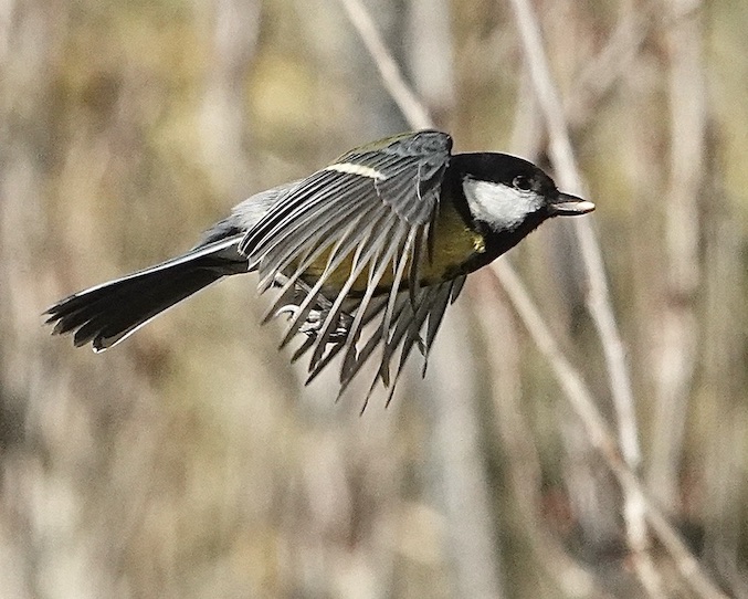 great tit